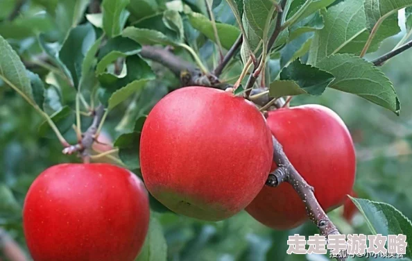 精品推荐秘？蜜桃传媒，内容丰富多样，真是个不错的平台，让人流连忘返