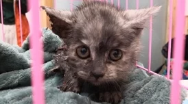 详尽的鸣潮拯救世界与可爱猫咪任务完美完成攻略指南